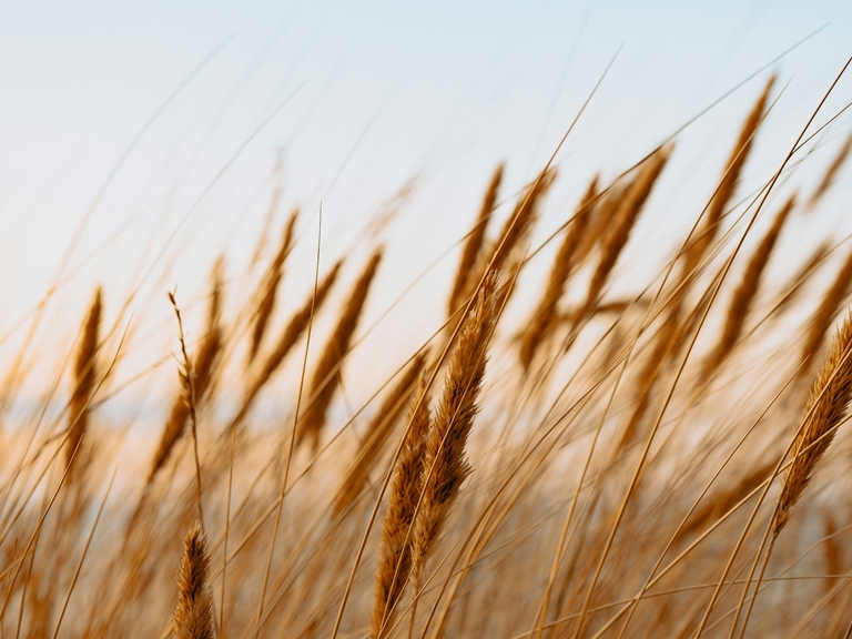 ozono sanificazione industriale industria cerealicola benefici