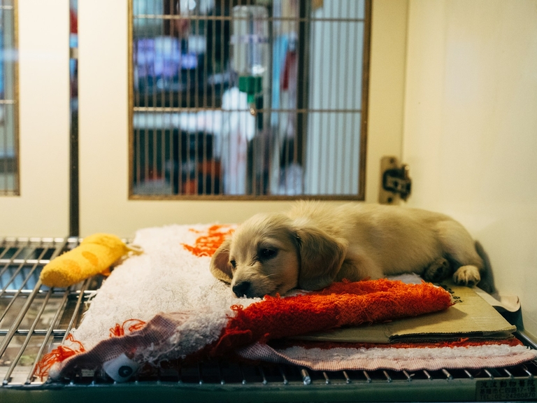 ozono sanificazione sanitario studi veterinari benefici