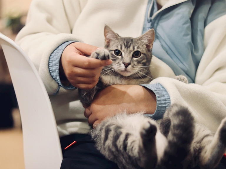 ozono sanificazione sanitario studi veterinari definizione